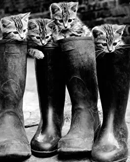 Images Dated 8th April 2022: Puss in Boots
