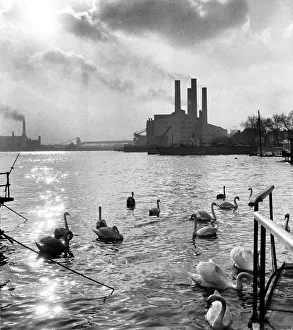 Thames Prints: Swans swim on the River Thames, Chelsea flour Mill is pictured i