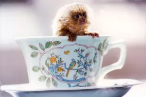 Tea Time