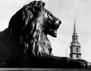 Images Dated 14th August 2018: Trafalgar Square Lion with the spire of St Martins in the Fields in the background
