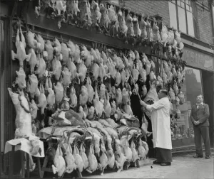Forties Prints: Turkeys for Christmas, 1946