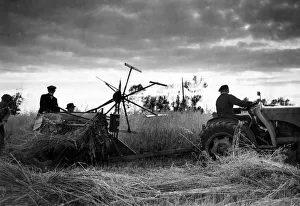 Agriculture Prints: Winnowing the oat at Yalding in Kent 1954