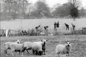 FA Cup Collection: Wrexham fc footballers train before their FA cup 3rd round match with Arsenal watched by sheep