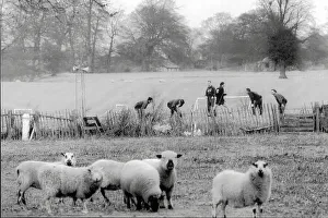FA Cup Prints: Wrexham fc footballers train before their FA cup 3rd round match with Arsenal watched by sheep
